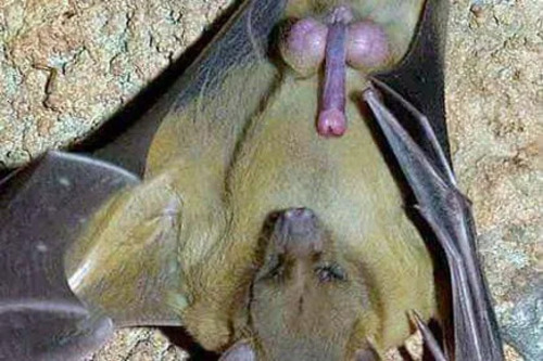 Unusual Mating Behavior of Big Brown Bats: The Heart-Shaped Penis Display