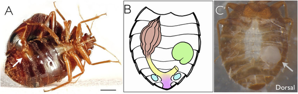 Traumatic Insemination: An Aggressive Mating Strategy in Bed Bugs