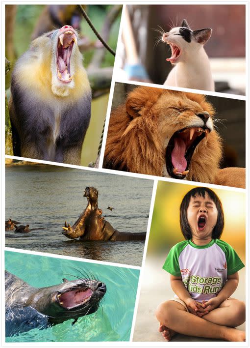 Why Do Animals Yawn? Unraveling the Mystery of Yawning in the Animal Kingdom