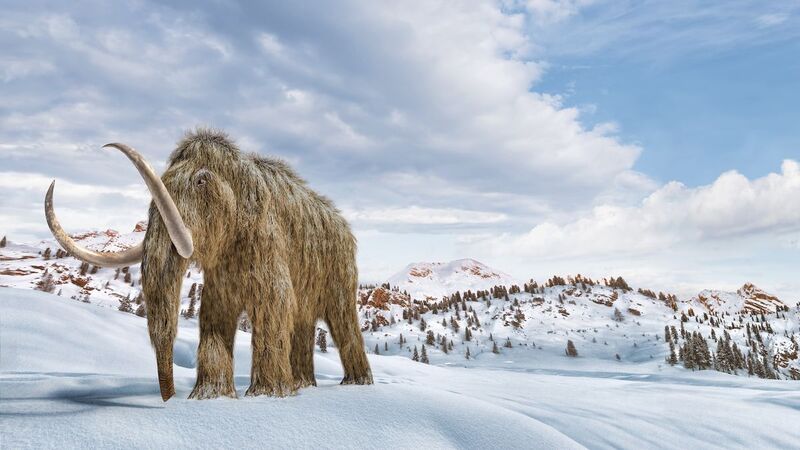 woolly-mammoth-101.jpg