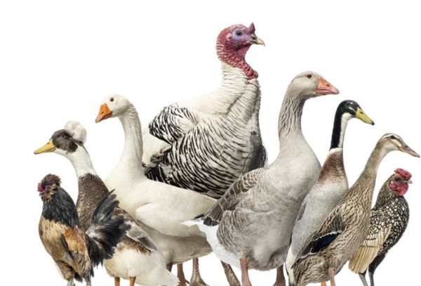 In-Depth Analysis: Which Poultry is Most Popular Across the Globe? Chicken, Duck, Goose, Ostrich, Qu