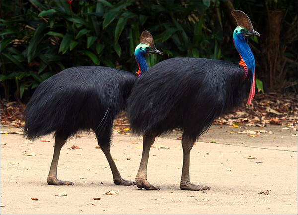 Why the Cassowary Is the World’s Most Dangerous Bird: A Fascinating Look at This Feathered Beast