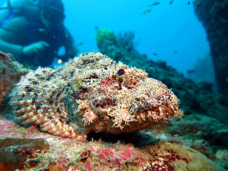 Stonefish-66.jpg