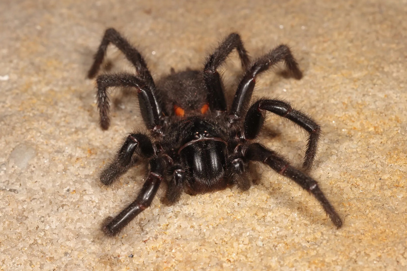 Australian-funnel-web-spiders-9.jpg