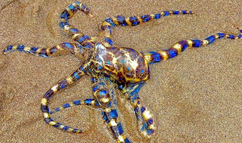 Blue-Ringed-Octopus-33.jpg