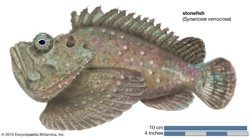 stonefish-6.jpg