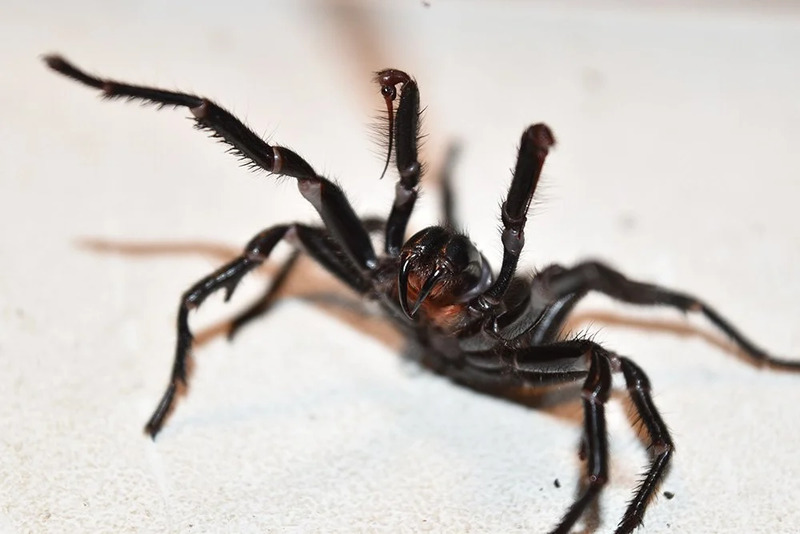 Australian-funnel-web-spiders-99.jpg