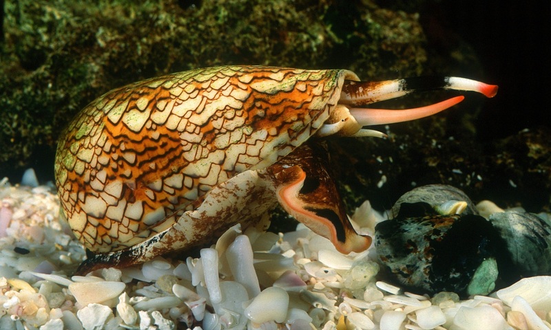 Cone-snails-88.jpeg