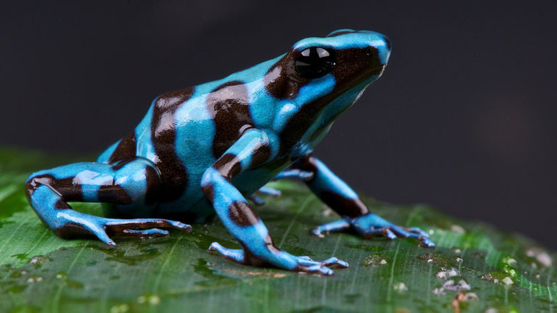 Poison-dart-frog-5.jpg