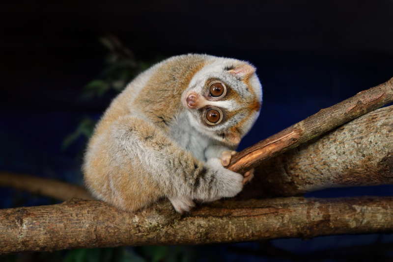 Slow-loris-111.jpg