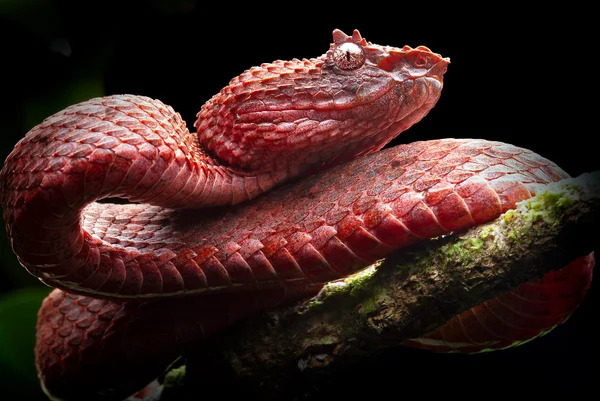 Predators of Snakes and the Bird of Paradise: A Deep Dive into the Natural Food Chain