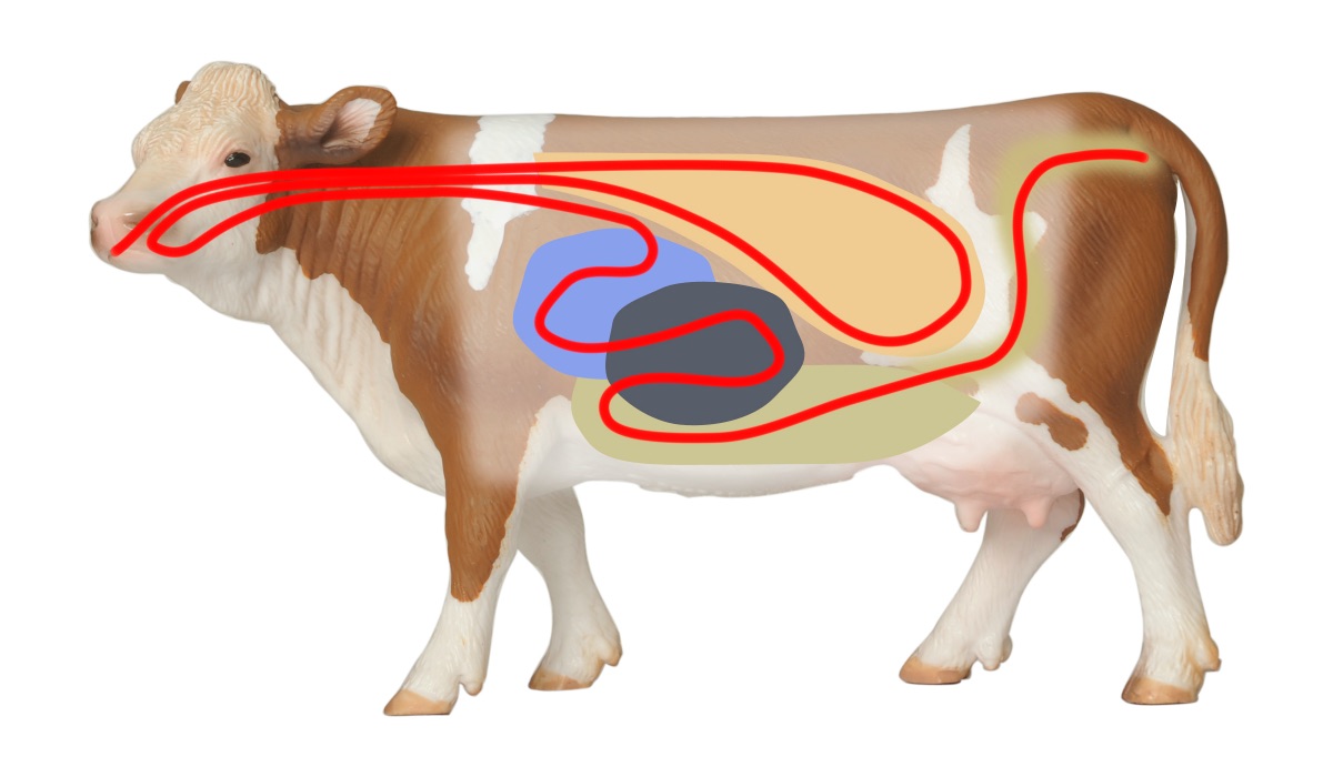 Top 10 most common ruminants