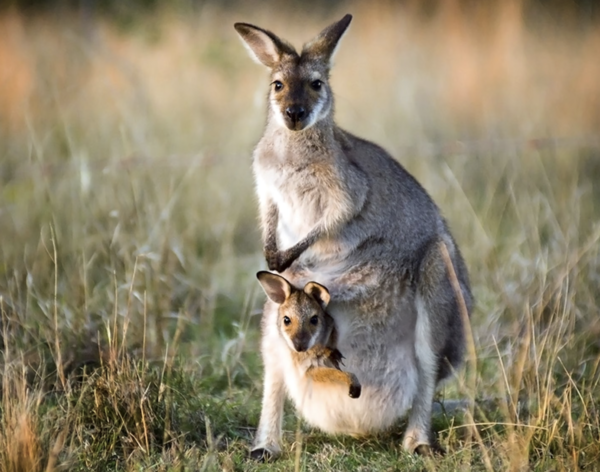 25 little-known facts about marsupials: from 