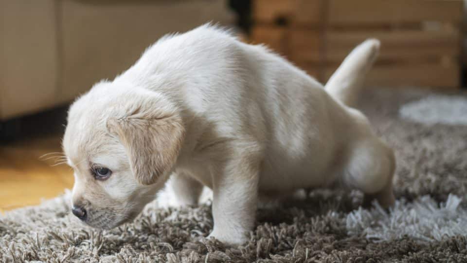 How-to-Get-Animal-Pee-Smell-Out-of-Carpet.jpg