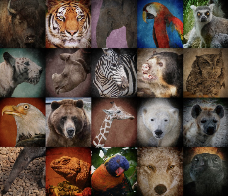 What Animals Are Going Extinct: A Comprehensive Look at Endangered Species