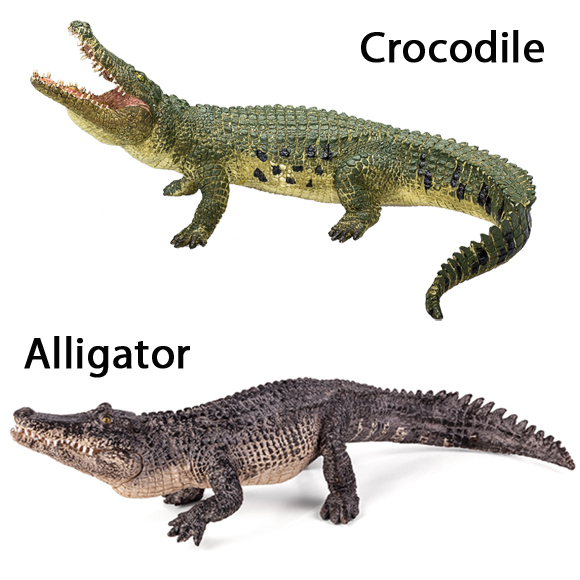 What’s the Difference Between Alligators and Crocodiles? A Complete Guide