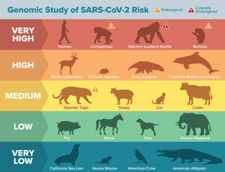 What Animal Are Humans Most Related To? A Detailed Exploration