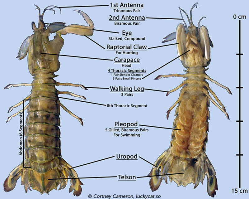 Top 10 famous mantis shrimp species