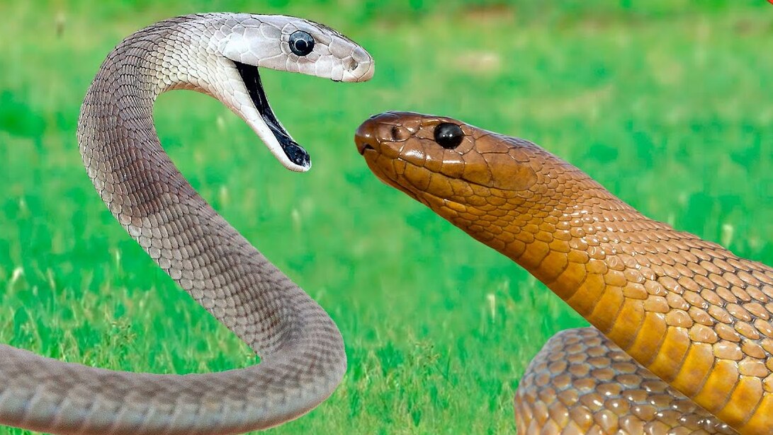 Deadly Duel: Black Mamba vs Inland Taipan – Who Will Reign Supreme?