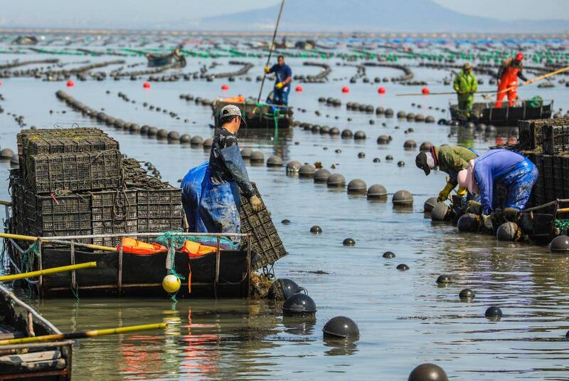 Top 10 Abalone in the World