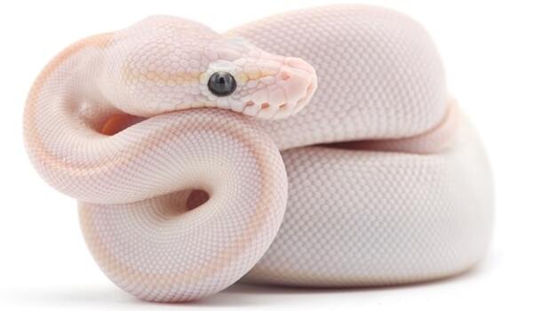 Top 10 Common Pet Snakes