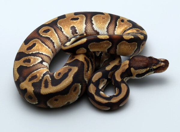 Ball Python: 10 Colors and Variations