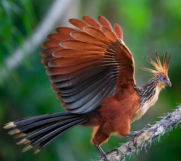 10 Extraordinary Birds You’ve Never Heard