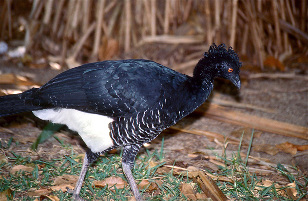 The Curassow from the Amazon Rainforest