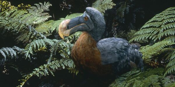 Why Did the Dodo Bird Go Extinct?