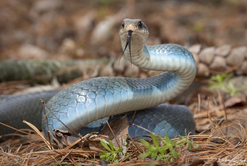 The Fascinating World of the Blue Snake: All You Need to Know