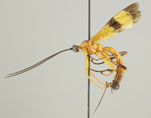 The Giant Ichneumon Wasp: Nature’s Unique Parasitoid Predator