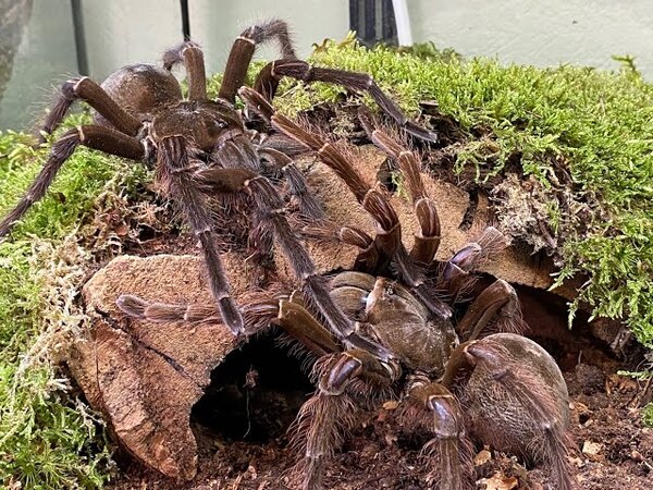 Meet the Goliath Birdeater: The World's Largest and Most Fascinating Spider