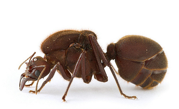 Hormiga Culona: The Unique Leafcutter Ant Delicacy of Colombia