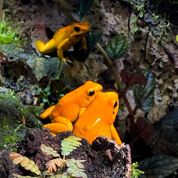 Poison Dart Frog (Phyllobates terribilis) – The Most Potent Poison in the World