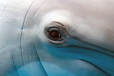 Where Are a Dolphin's Eyes Located? A Detailed Look at Dolphin Anatomy