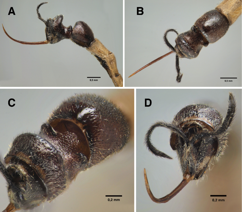 Giant Stinger Wasp (Clistopyga crassicaudata): A Deadly Parasitoid of the Amazon