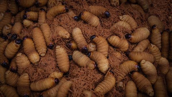 Edible Insects of the Amazon Rainforest: A Sustainable Food Source