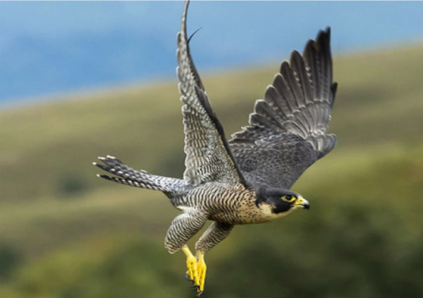 Is the Peregrine Falcon the Fastest Animal in the World?