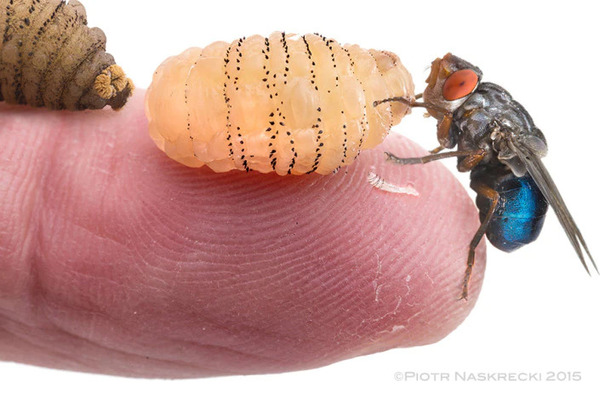 Unseen Invaders: The Shocking Truth About Bugs That Burrow Under Your Skin