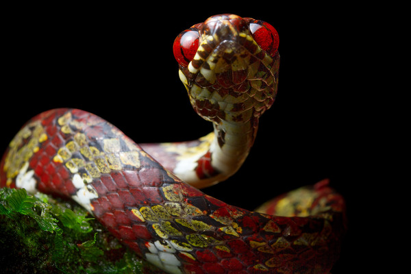 Discovering Five New Snake Species in Latin America: The DiCaprio's Snail-Eating Snake and Its