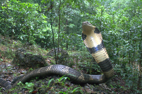 Discovering the Western Ghats King Cobra: A New Species Unveiled