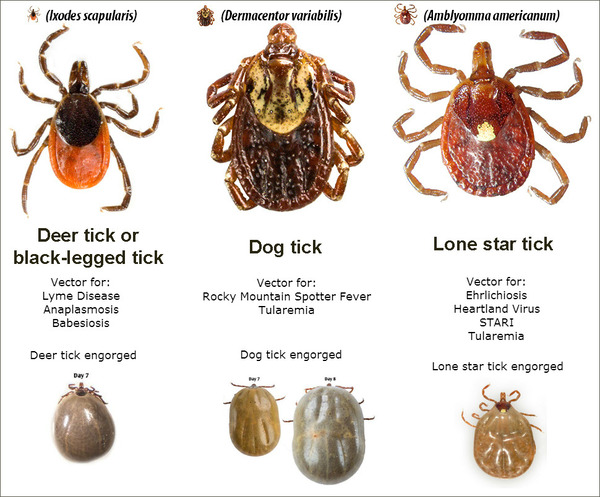 Natural Strategies to Repel Ticks in Your Yard