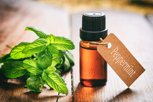 Is Peppermint Oil Safe for Animals?