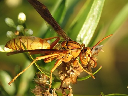 Meet the Vampire Wasp: Nature’s Creepy Marvel