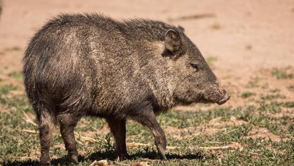 Unveiling the Secrets of Tayassu Peccary: The Wild Boar's Struggles and Survival