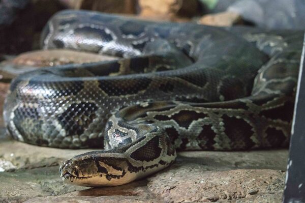 Top 10 Strongest Snakes in the World - Animals Top