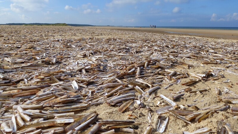 Top 10 Razor Clams