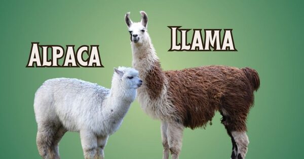 Is a Llama and an Alpaca the Same Animal? Understanding the Differences