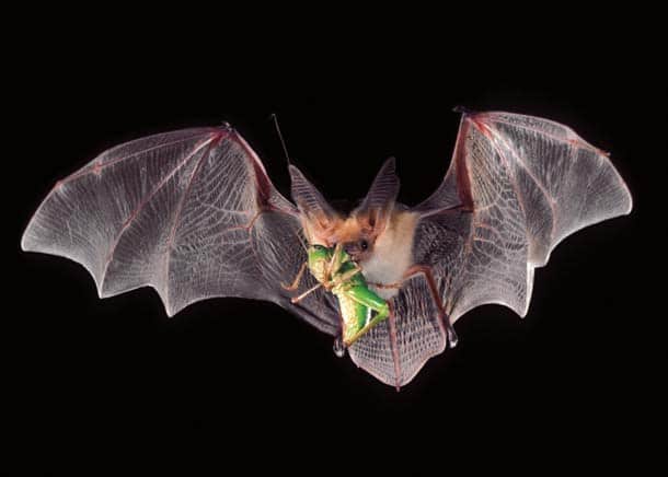 Is a Bat an Animal or a Bird? Exploring the Fascinating World of Bats