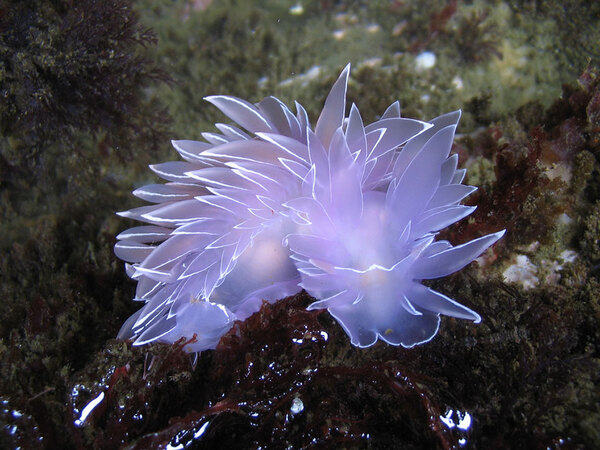 Sea Slugs: Fascinating Marine Creatures